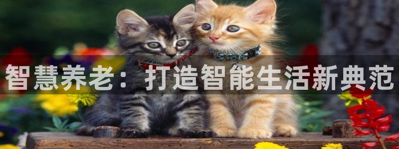 韦德游戏是什么